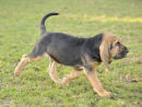 Farlap Curate at 9 weeks